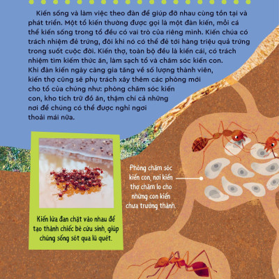 Bách Khoa Thư Britannica Dành Cho Trẻ Em - Cuốn Sách Khổng Lồ Giải Đáp 100++ Câu Hỏi Tại Sao Hóc Búa