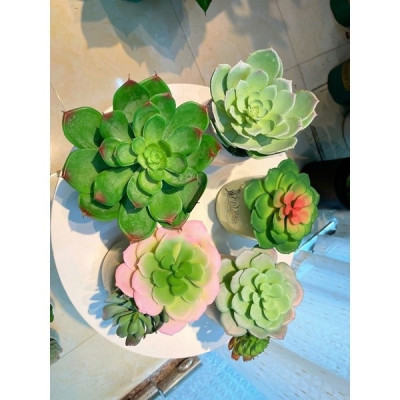 Chậu sen đá trang trí - Cây giả, hoa lụa Decor trang trí nhà cửa.