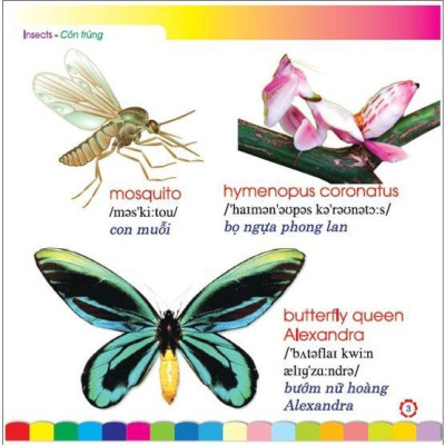 Sách - Em Học Tiếng Anh Qua Hình Ảnh - Côn Trùng - Hồng Ân