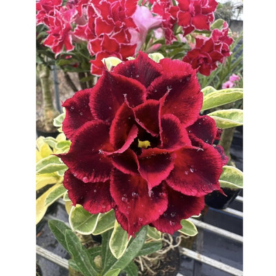 Hạt giống hoa sứ kép Thiên Vương Đài Loan - Bịch 10 hạt – Mã số 2078