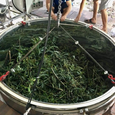 Tinh dầu Khuynh Diệp (bạch đàn) 50ml nguyên chất từ thiên nhiên - Mộc Mây