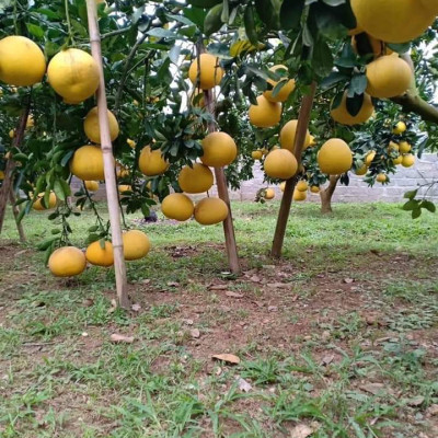 Tinh dầu Bưởi Chùm (bưởi Hồng, bưởi Úc) 50ml Mộc Mây - tinh dầu thiên nhiên nguyên chất 100% - chất lượng và mùi hương vượt trội