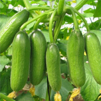 Hạt giống Dưa leo baby F1 tự thụ phấn trái sai ăn giòn ngọt VTP57