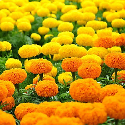 Hạt giống hoa vạn thọ Mix nhiều màu thân cao VTP77