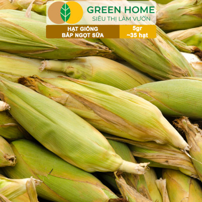Hạt Giống Bắp Sữa Ngọt, Greenhome, Gói 5GR~35 hạt, Dễ Trồng Quanh Năm, Nảy Mầm Cao, T32