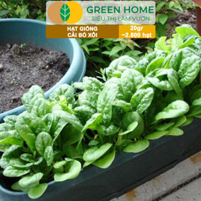 Hạt Giống Rau Cải Bó Xôi GreenHome, Gói 20g~2800 hạt, Dễ Trồng Nảy Mầm Cao, Năng Suất Cao R07