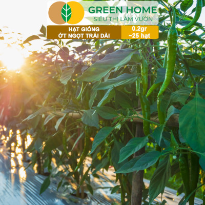 Hạt Giống Ớt Ngọt Trái Dài GreenHome, Gói 0,2gr~25 hạt, Dễ Trồng Quanh Năm, Năng Suất Cao G16