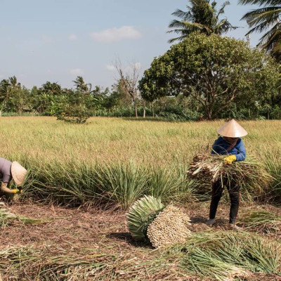 Tinh dầu Sả Chanh Organic Mộc Mây - tinh dầu nguyên chất từ thiên nhiên - chất lượng và mùi hương vượt trội