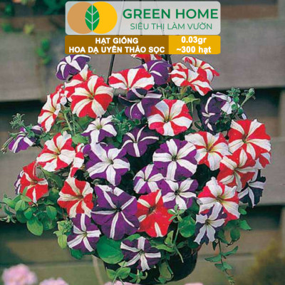 Hạt Giống Hoa Dạ Yến Thảo Sọc, Gói 0,03g~300 hạt, Màu Rực Rỡ, Dễ Trồng Quanh Năm, Nảy Mầm Cao H12