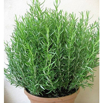 Hạt giống cây Hương Thảo Rosemary - Mê điệt hương VTS191