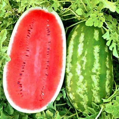 Hạt giống cây dưa hấu siêu to khổng lồ, kích thước mỗi quả từ 30 đến 50 cm - Bịch 10 hạt xuất xứ Châu Phi