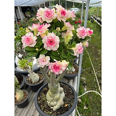 Hạt giống hoa sứ kép Thái Lan - Bịch 10 hạt – Mã số 2053