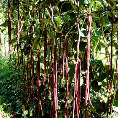 Hạt giống đậu đũa tím cao sản dạng leo VTS68