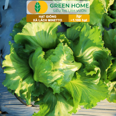 Hạt Giống Xà Lách MINETTO GreenHome, Gói 2gr1100 hạt, Dễ Trồng Quanh Năm, Năng Suất Cao R19