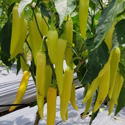 Hạt giống Ớt sừng vàng da bóng trái sai và to đều VTP88