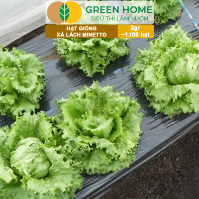Hạt Giống Xà Lách MINETTO GreenHome, Gói 2gr1100 hạt, Dễ Trồng Quanh Năm, Năng Suất Cao R19