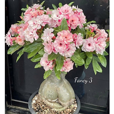 Hạt giống hoa sứ kép Thái Lan - Bịch 10 hạt – Mã số 2056