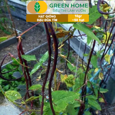 Hạt Giống Đậu Đũa Tím, Greenhome, Gói 10GR~50 hạt, Dễ Trồng Quanh Năm, Nảy Mầm Cao, T38