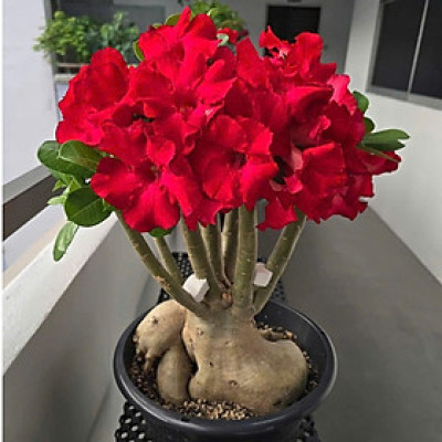 Hạt giống hoa sứ kép Thái Lan - Bịch 10 hạt – Mã số 2046