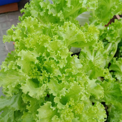 Hạt giống xà lách dún vàng cao sản giống to khỏe VTS39