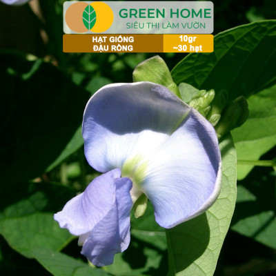 Hạt Giống Đậu Rồng Greenhome, Gói 10gr~30 hạt, Dễ Trồng Quanh Năm, Nảy Mầm Cao, Thu Hoạch Nhanh, Năng Suất Cao T08
