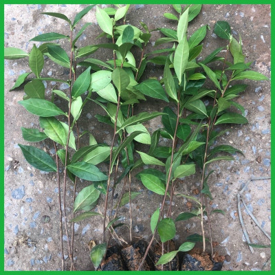 cây trà xanh, chiều cao 40-50cm