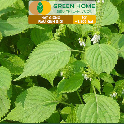Hạt Giống Rau Kinh Giới, Bao 1gr~1800 hạt, Dễ Trồng, Nảy Mầm Cao, Thu Hoạch Nhanh, Năng Suất Cao G12