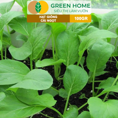 Hạt Giống Rau Cải Ngọt GreenHome, GÓI 100GR, Dễ Trồng, Nảy Mầm Cao, Thu Hoạch, Năng Suất R31
