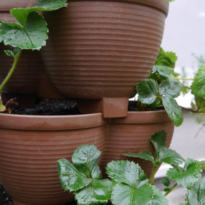 Chậu nhựa trồng cây cảnh 03 khoang Yamada 4L - Nhập khẩu trực tiếp từ Nhật Bản