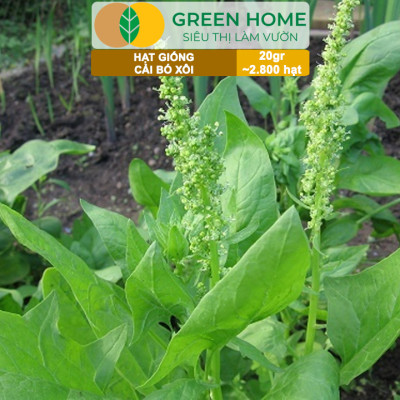 Hạt Giống Rau Cải Bó Xôi GreenHome, Gói 20g~2800 hạt, Dễ Trồng Nảy Mầm Cao, Năng Suất Cao R07