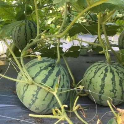 Hạt giống Dưa hấu Baby ruột VÀNG F1 VTP191