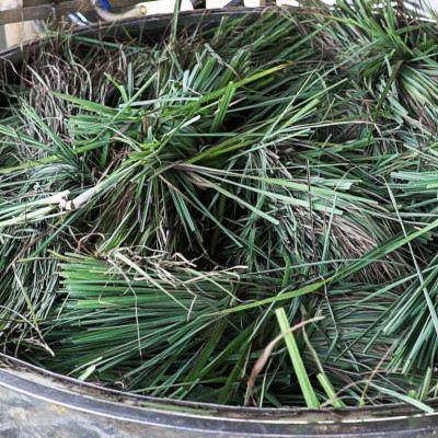 Tinh dầu sả chanh 10ml Mộc Mây - tinh dầu nguyên chất 100% từ thiên nhiên - chất lượng và mùi hương vượt trội