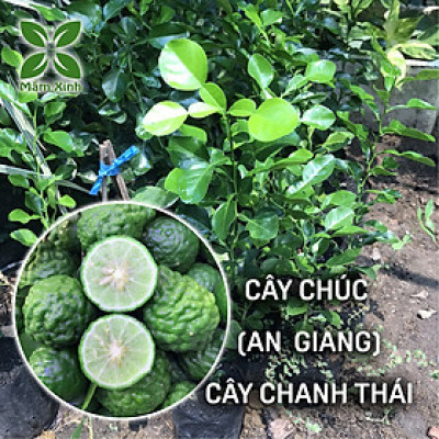 Cây chúc giống (cây chanh thái) cao khoảng 40cm