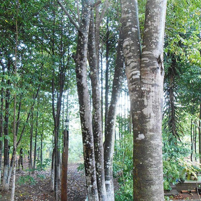 Tinh dầu Gỗ Đàn Hương 50ml Mộc Mây - tinh dầu thiên nhiên nguyên chất 100% - chất lượng và mùi hương vượt trội - Có kiểm định - Hương ngọt ngào, trầm, dai dẳng, quyến rũ nồng ấm từ loài gỗ quý hiếm nhất thế giới…