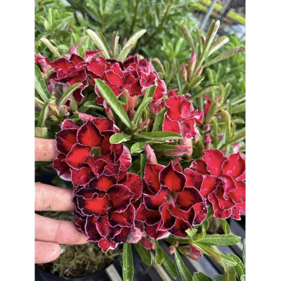 Hạt giống hoa sứ kép Thiên Vương Đài Loan - Bịch 10 hạt – Mã số 2078