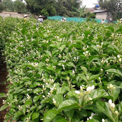 Tinh dầu hoa Lài (nhài) 10ml Mộc Mây - tinh dầu nguyên chất 100% từ thiên nhiên - chất lượng và mùi hương vượt trội