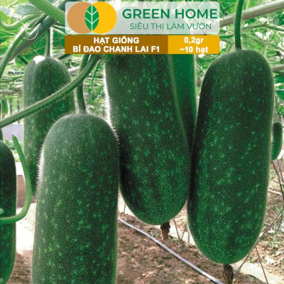 Hạt Giống Bí Đao Chanh Lai F1 GreenHome, Gói 0,2g~10 hạt, Siêu Trái, Nhiều Quả, Dễ Trồng Quanh Năm T42
