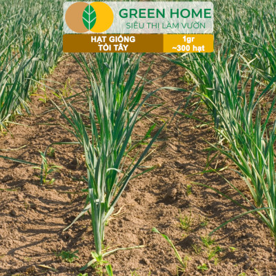 Hạt Giống Tỏi Tây GreenHome, Gói 1g~300 hạt, Giống Hành Baro, Dễ Trồng Quanh Năm, Kháng Bệnh Tốt G18