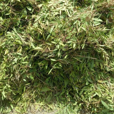 Tinh dầu Tràm gió Organic hữu cơ Mộc Mây - tinh dầu thiên nhiên nguyên chất 100% - dùng xông tắm ngừa cảm lạnh, giảm côn trùng cắn đốt cho Bé, Trẻ sơ sinh và Trẻ nhỏ | An toàn cho làn da nhạy cảm của Bé