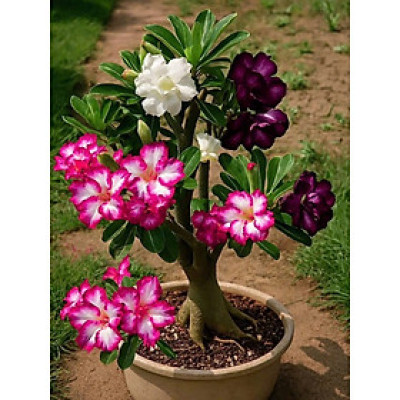 Hạt giống hoa sứ kép 3 màu Thái Lan - Bịch 10 hạt – Mã số 1592