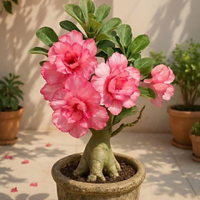 Hạt giống hoa sứ kép Thái Lan - Bịch 10 hạt – Mã số 2050