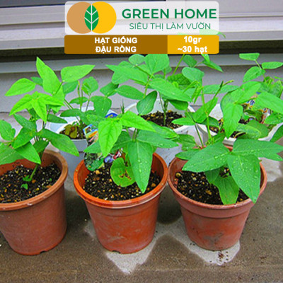 Hạt Giống Đậu Rồng Greenhome, Gói 10gr~30 hạt, Dễ Trồng Quanh Năm, Nảy Mầm Cao, Thu Hoạch Nhanh, Năng Suất Cao T08