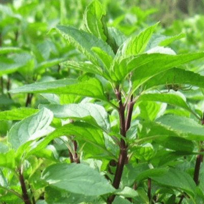 Hạt giống rau quế - húng quế - É Quế gói 5g VTS98