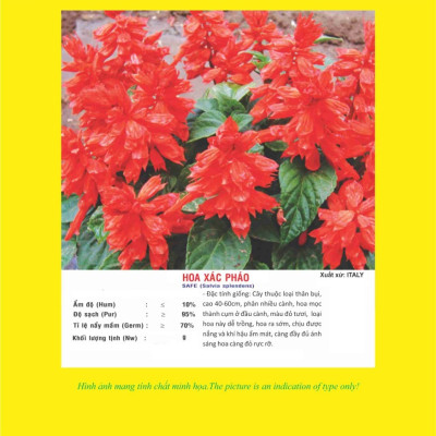 Hạt giống Hoa xác phá.o đỏ VTP79