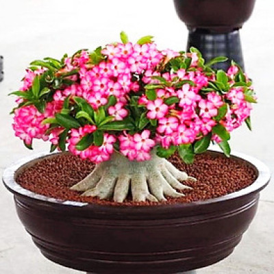 Hạt giống hoa sứ Thái Lan Bonsai cây lùn, mix màu hồng trắng - Bịch 10 hạt – Mã số 1458