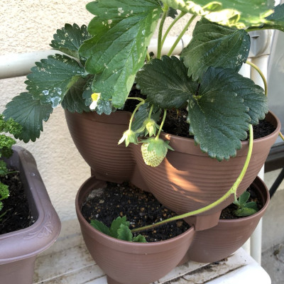 Chậu trồng cây cảnh 03 khoang Yamada 4L làm từ nhựa PP cao cấp cứng cáp, độ bền cao - nội địa Nhật Bản