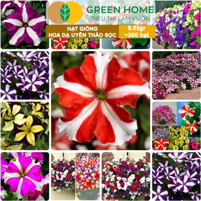 Hạt Giống Hoa Dạ Yến Thảo Sọc, Gói 0,03g~300 hạt, Màu Rực Rỡ, Dễ Trồng Quanh Năm, Nảy Mầm Cao H12