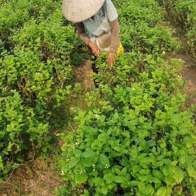 Tinh dầu hoa Lài (nhài) 100ml Mộc Mây - tinh dầu nguyên chất 100% từ thiên nhiên - chất lượng và mùi hương vượt trội