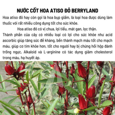 Nước cốt hoa Atiso đỏ BerryLand 500ml