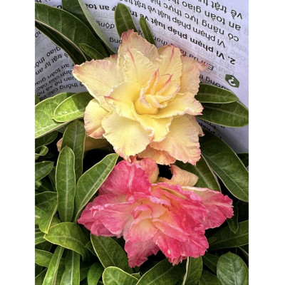 Hạt giống hoa sứ ghép Thái Lan 2 màu vàng hồng nhiều tầng - Bịch 10 hạt – Mã số 2082